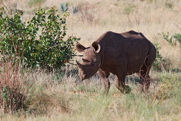 Animais Rinocerontes Vida Selvagem Flora Fauna — Fotografia de Stock