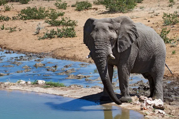 Słoń Afrykański Ssak Duży — Zdjęcie stockowe