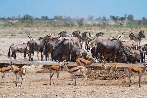 Ozonjuitji Bari Waterhole — Foto de Stock