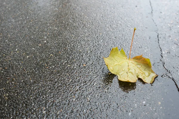 Hoja Arce Con Gotas Agua Sobre Asfalto Mojado — Foto de Stock