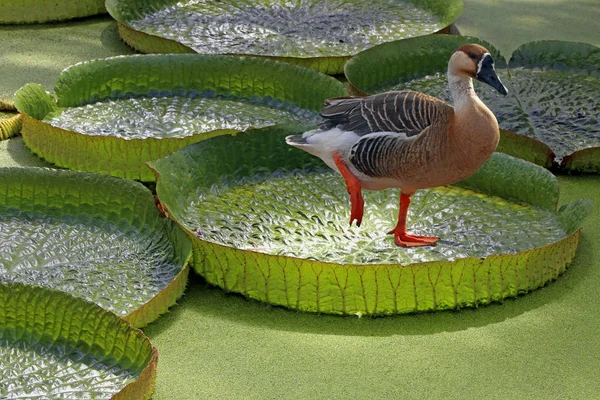 Κύκνος Goose Anser Cygnoides Φύλλα Νούφαρου Victoria Cruziana — Φωτογραφία Αρχείου