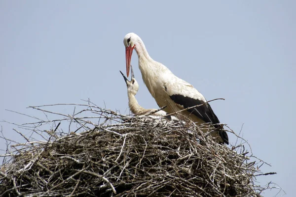 Stork Family Nest — Stock Photo, Image