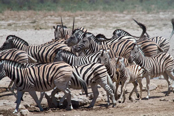 Siyah Beyaz Çizgili Zebra Hayvanı Memeli — Stok fotoğraf