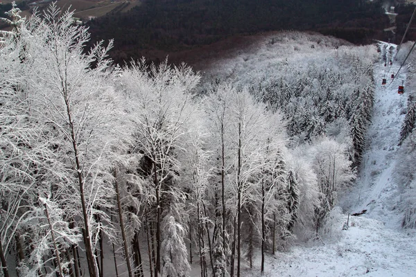 Alberi Invernali Sotto Neve — Foto Stock