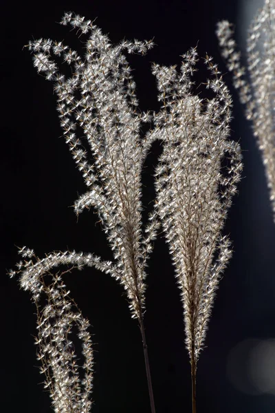 Droog Gras Een Donkere Achtergrond — Stockfoto