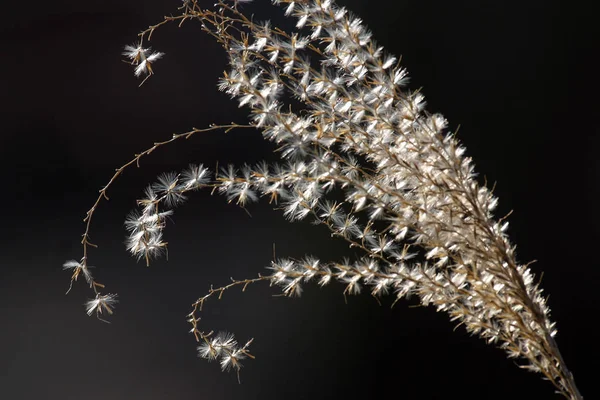 Dry Grass Dark Background — Stock Photo, Image