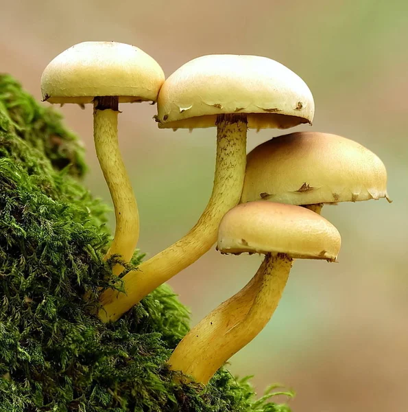 Μανιτάρια Μύκητες Toadstool Σπορίων Καρποφόρο Σώμα — Φωτογραφία Αρχείου