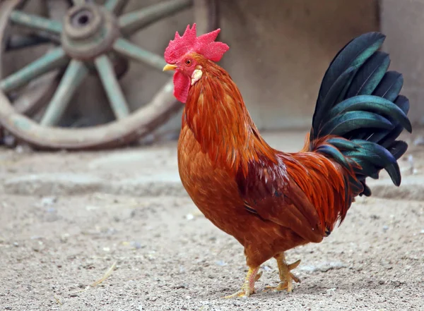 Stolzer Hahn Auf Dem Scheunenhof — Stockfoto