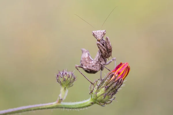 Молитва Mantis Комаха Жук — стокове фото