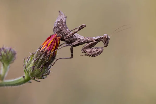 Modliszka Insekt Robak — Zdjęcie stockowe