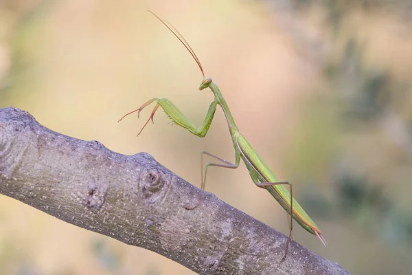 Προσευχή Mantis Έντομο Bug — Φωτογραφία Αρχείου