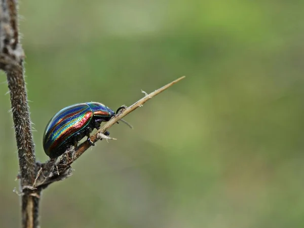 Жук Радужный Chrysolina Cerealis Боярышнике — стоковое фото