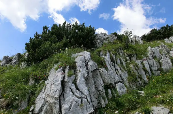 Скеляста Формація Деревами Квітами — стокове фото