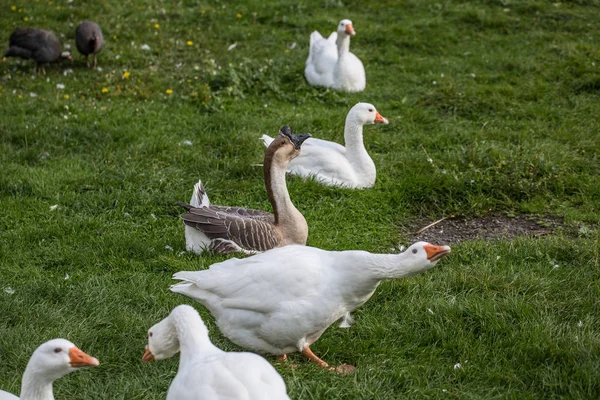 Nahaufnahme Von Gänsen Auf Der Wiese — Stockfoto