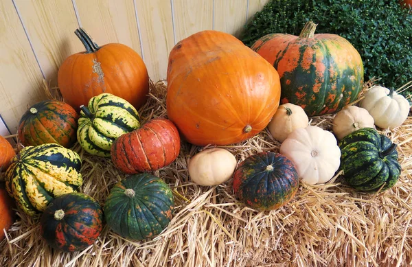 Autumnal Atmosphere Selective Focus — Stock Photo, Image