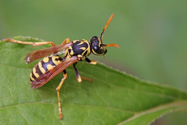 Polistes Dominula Polistes Dominula European Paper Wasp — Photo