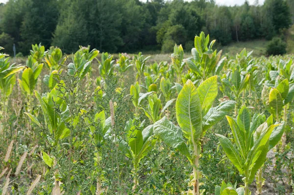 Tobacco plants on a tobacco field