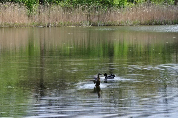 Picturesque Bird Theme Shot — Stock Photo, Image