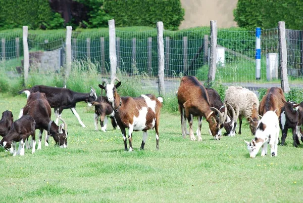 Zde Pasené Malým Stádem Koz — Stock fotografie