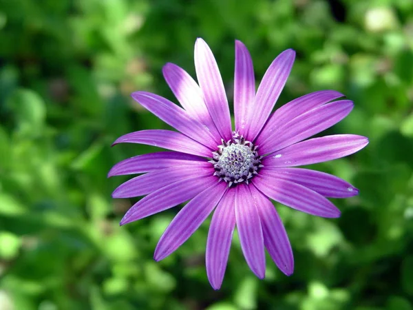 Violette Blume Auf Grünem Hintergrund — Stockfoto