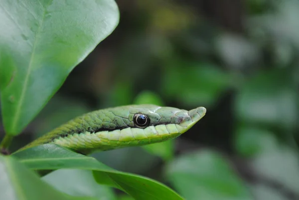 Serpente Animale Rettile Carnivoro — Foto Stock