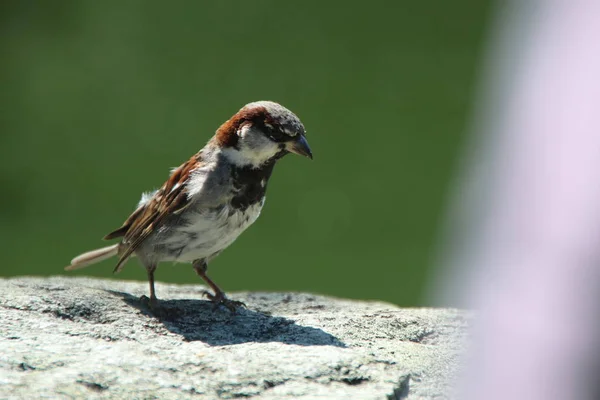 Scenic View Cute Sparrow Bird — Stock Photo, Image