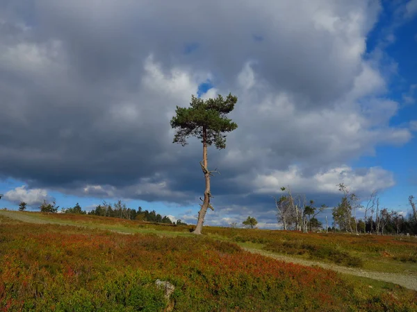 Typowy Łysy Obszar Kahler Asten Rezerwacie Przyrody Hochheide Hochsauerland Ziołostimmung — Zdjęcie stockowe