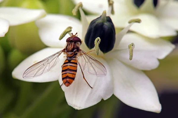 Hainschwebfliege Episyrphus Balteatus Στο Ακρωτήριο Milchstern Ornithogalum Thyrsoides — Φωτογραφία Αρχείου