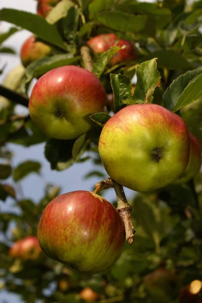 Органічні Яблука Гілці — стокове фото