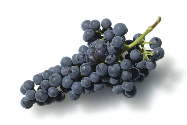 Merlot Rotweinsorte Merlot Noir Bordeaux Rotwein — Foto Stock