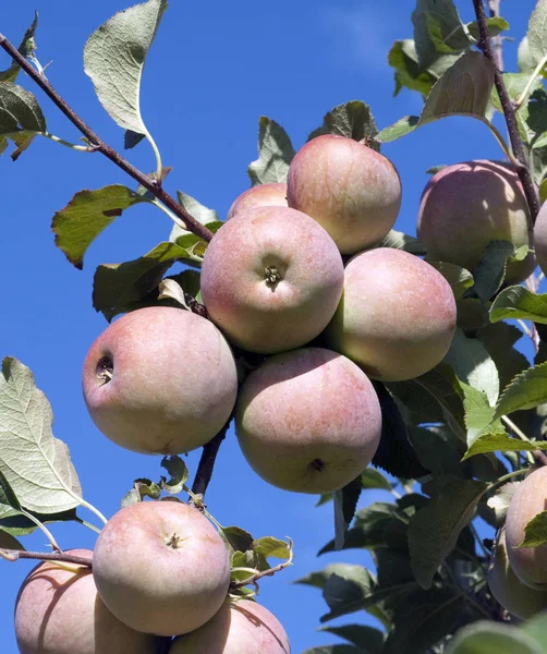 Ροζ Μήλο Κυρία Malus Domestica — Φωτογραφία Αρχείου