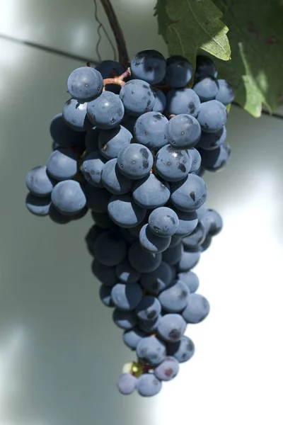 Niebieski Portugalski Stare Czerwone Winogrona Tempranillo — Zdjęcie stockowe