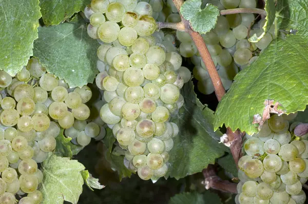 Rizling Weisswein Weisse Weintrauben — Stock Fotó