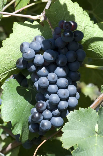 Sangiovese Kırmızı Şarap Kırmızı Üzüm Üzüm — Stok fotoğraf