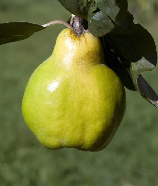 Country Life Selective Focus — Stock Photo, Image