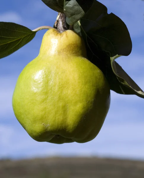 Pear Tree — Stock Photo, Image