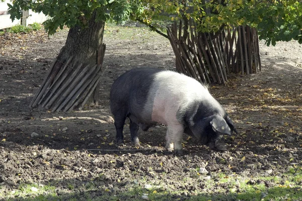 Haustiere Auf Der Weide — Stockfoto