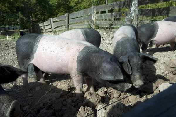 Ganado Doméstico Pastos Agrícolas — Foto de Stock