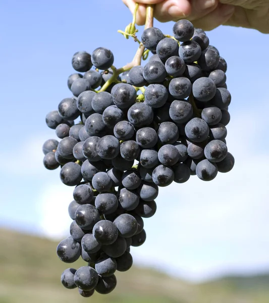 Niebieski Pinot Noir Pinot Noir Czerwone Wino — Zdjęcie stockowe