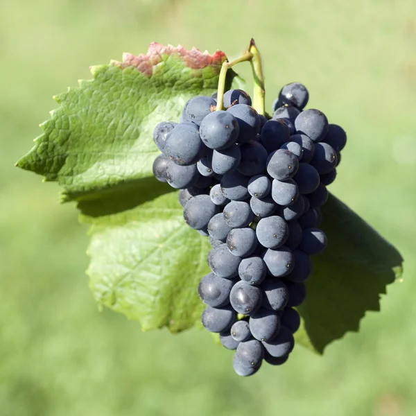 Mavi Pinot Noir Pinot Noir Kırmızı Şarap — Stok fotoğraf