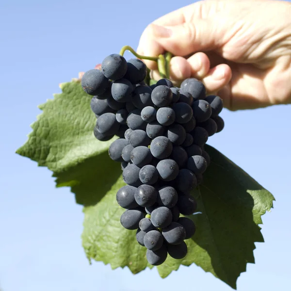 Blauwe Pinot Noir Pinot Noir Rode Wijn — Stockfoto