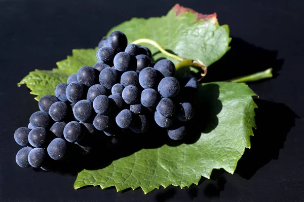 Blauer Spaetburgunder Pinot Noir Rotwein — Fotografie, imagine de stoc