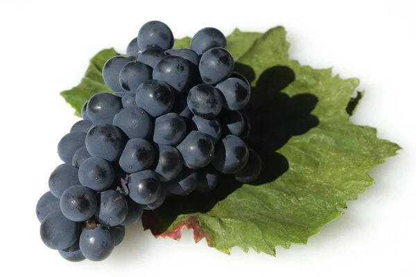 Syrah Rotwein Rote Weintrauben Weintraube — Stockfoto