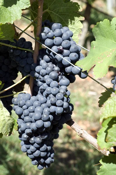 Syrah Rött Vin Rött Druvor Druva — Stockfoto