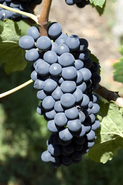 Syrah Κόκκινο Κρασί Κόκκινο Σταφύλια Σταφύλι — Φωτογραφία Αρχείου