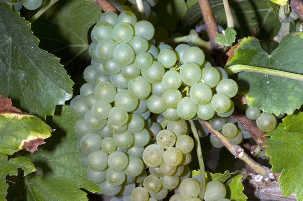 Pinot Blanc Fehérbor Fehér Szőlő — Stock Fotó
