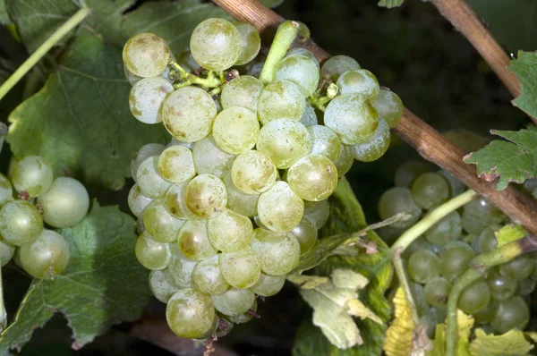 Weißburgunder Weißwein Weißwein Trauben — Stockfoto