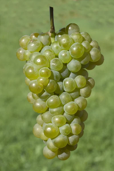 Pinot Blanc Bílé Víno Bílé Hrozny — Stock fotografie