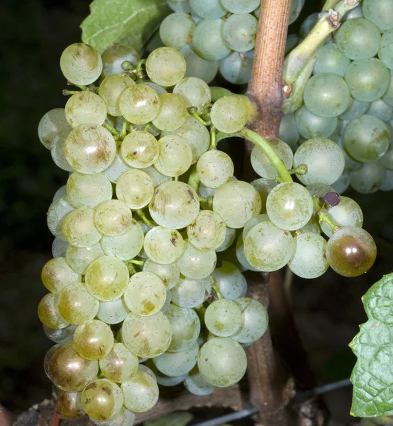 Pinot Blanc Bílé Víno Bílé Hroznové — Stock fotografie