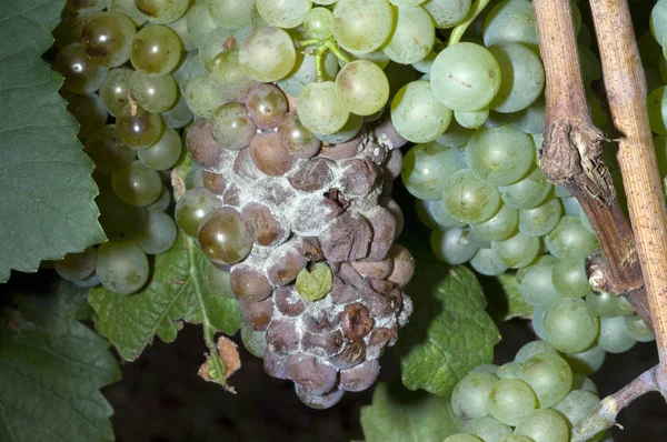 Blight Plant Disease Pinot Blanc — Stock Photo, Image